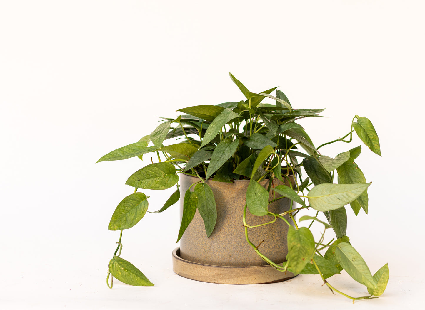 Pothos