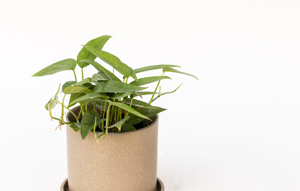 Pothos