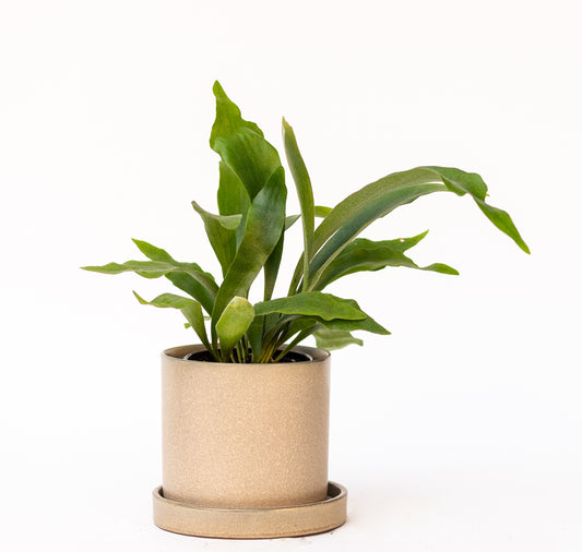 Fern