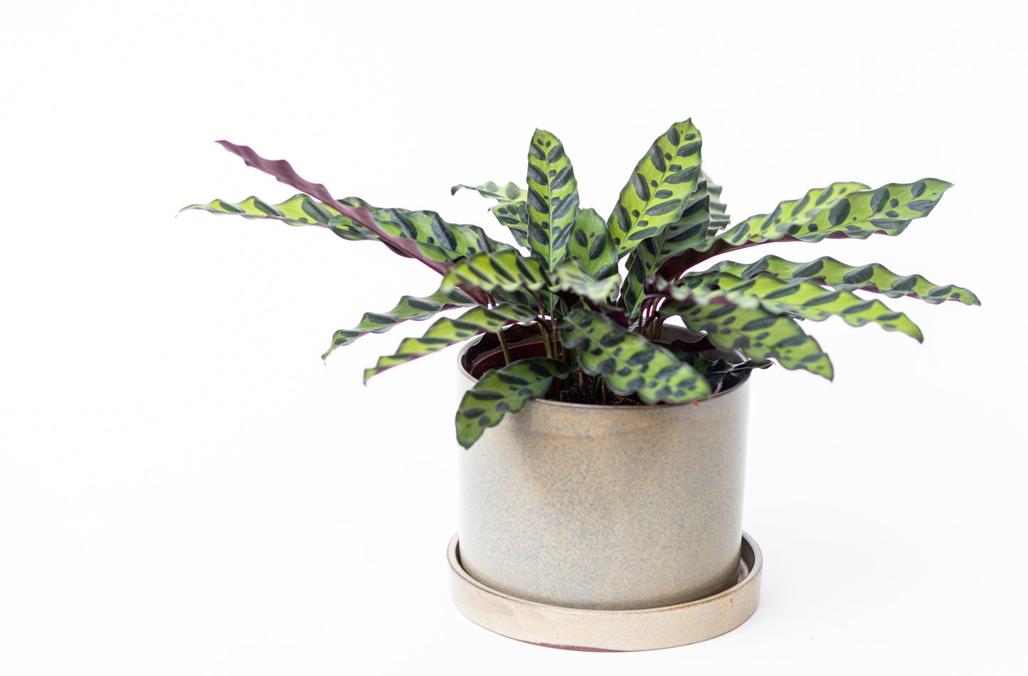 Calathea