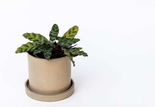 Calathea