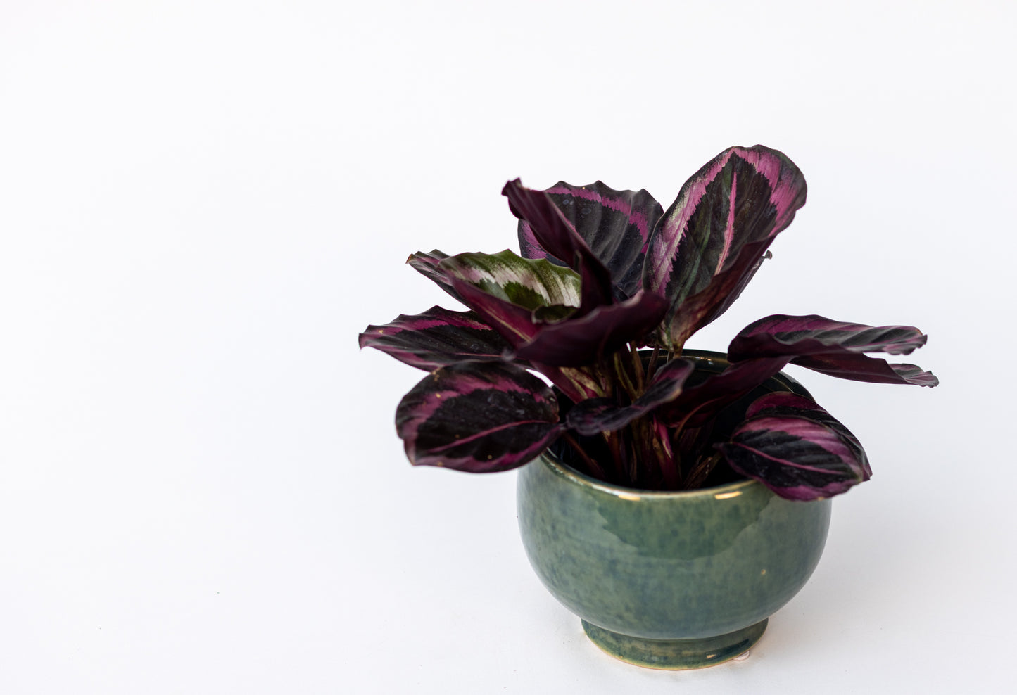 Calathea