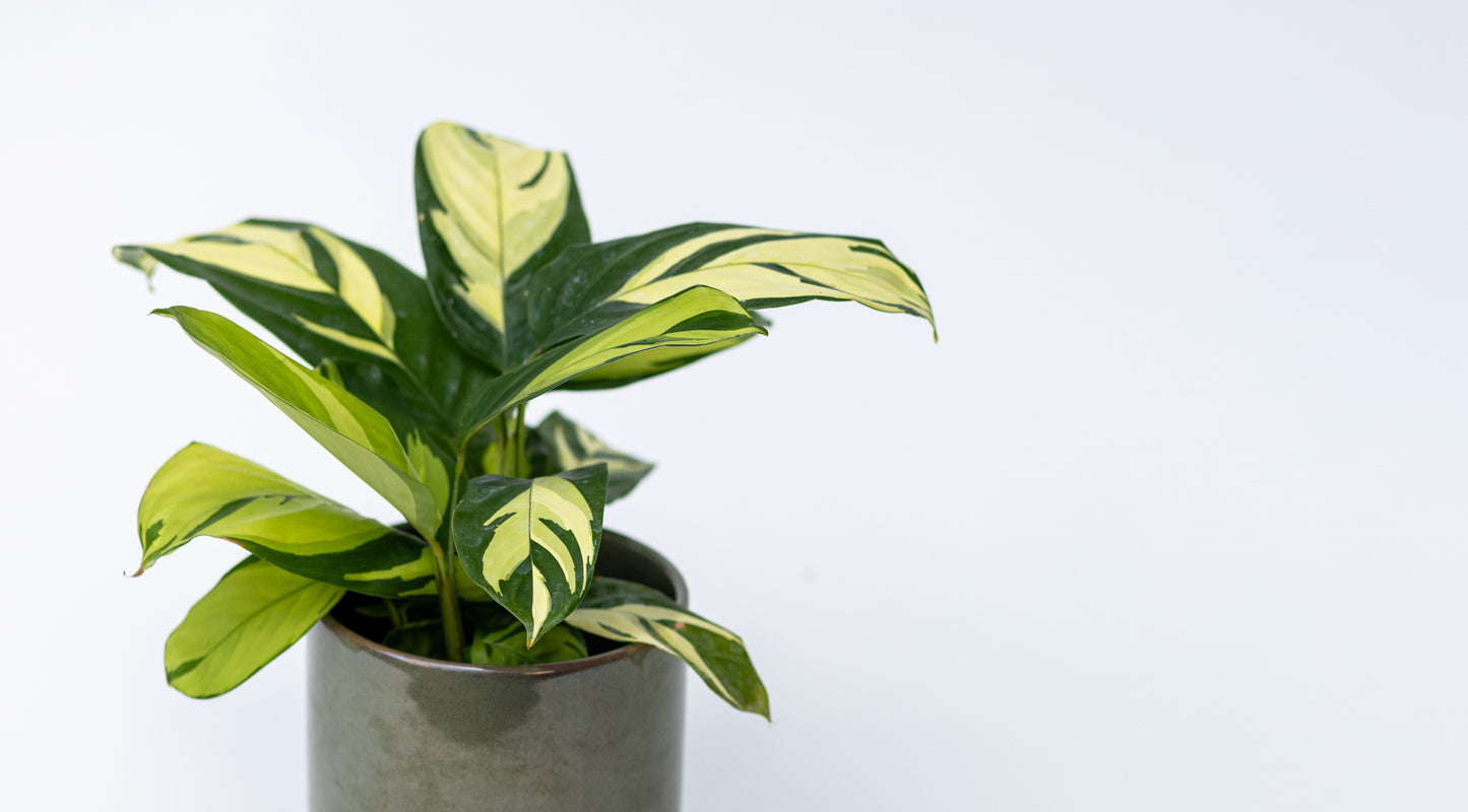 Calathea