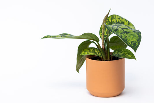 Homalomena