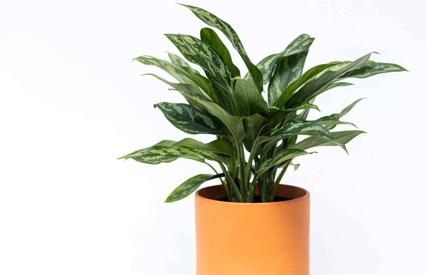 Aglaonema