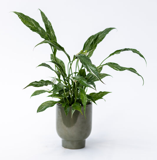 Spathiphyllum