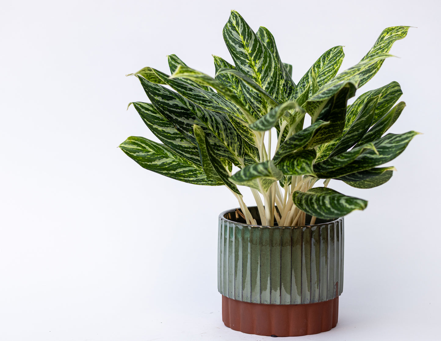 Aglaonema