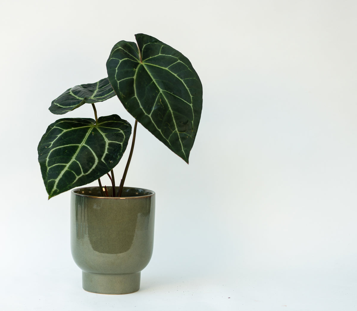 Anthurium