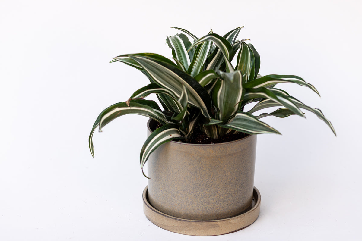Dracaena