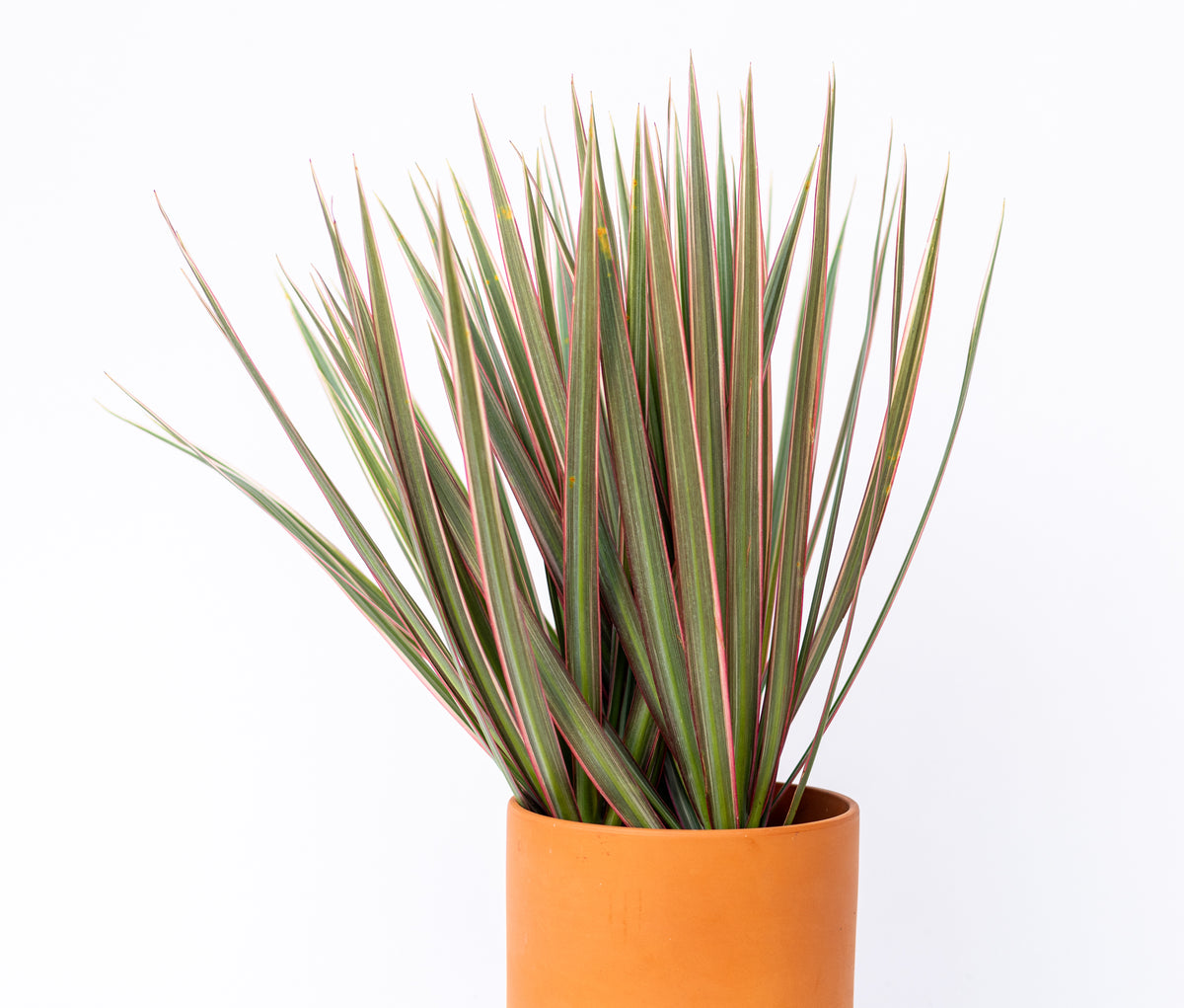 Dracaena