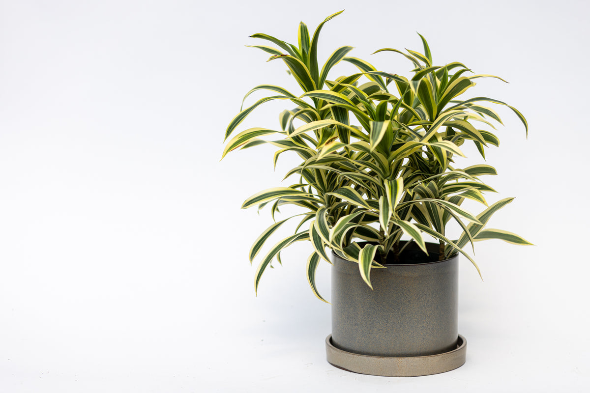 Dracaena