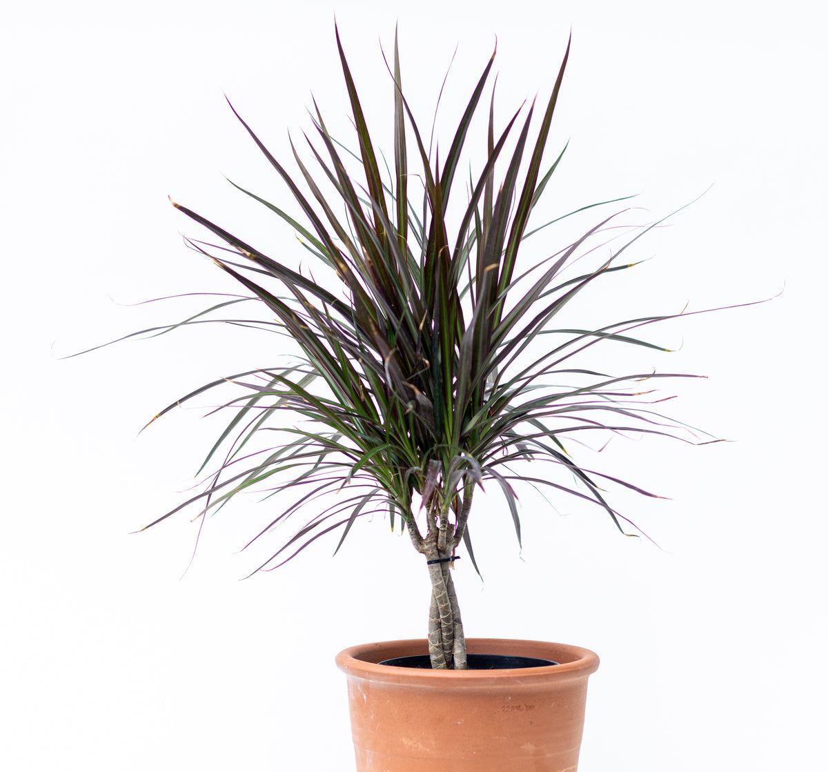 Dracaena