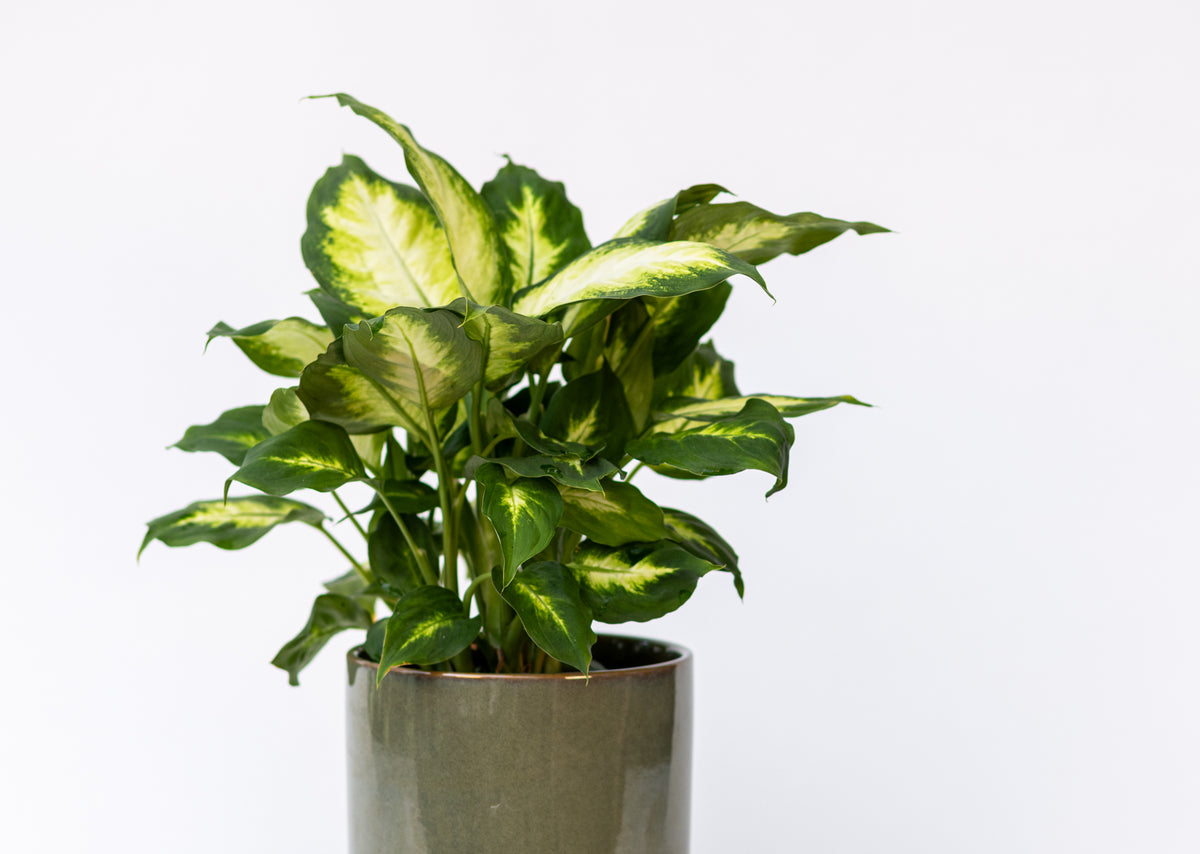 Dieffenbachia