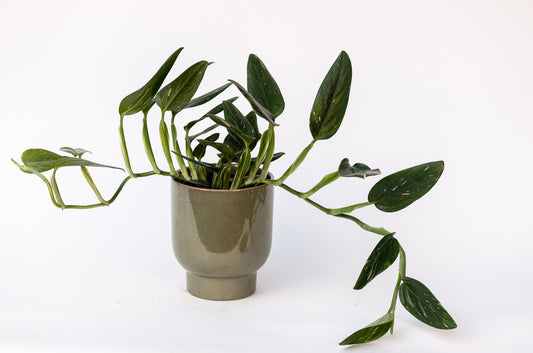 Monstera