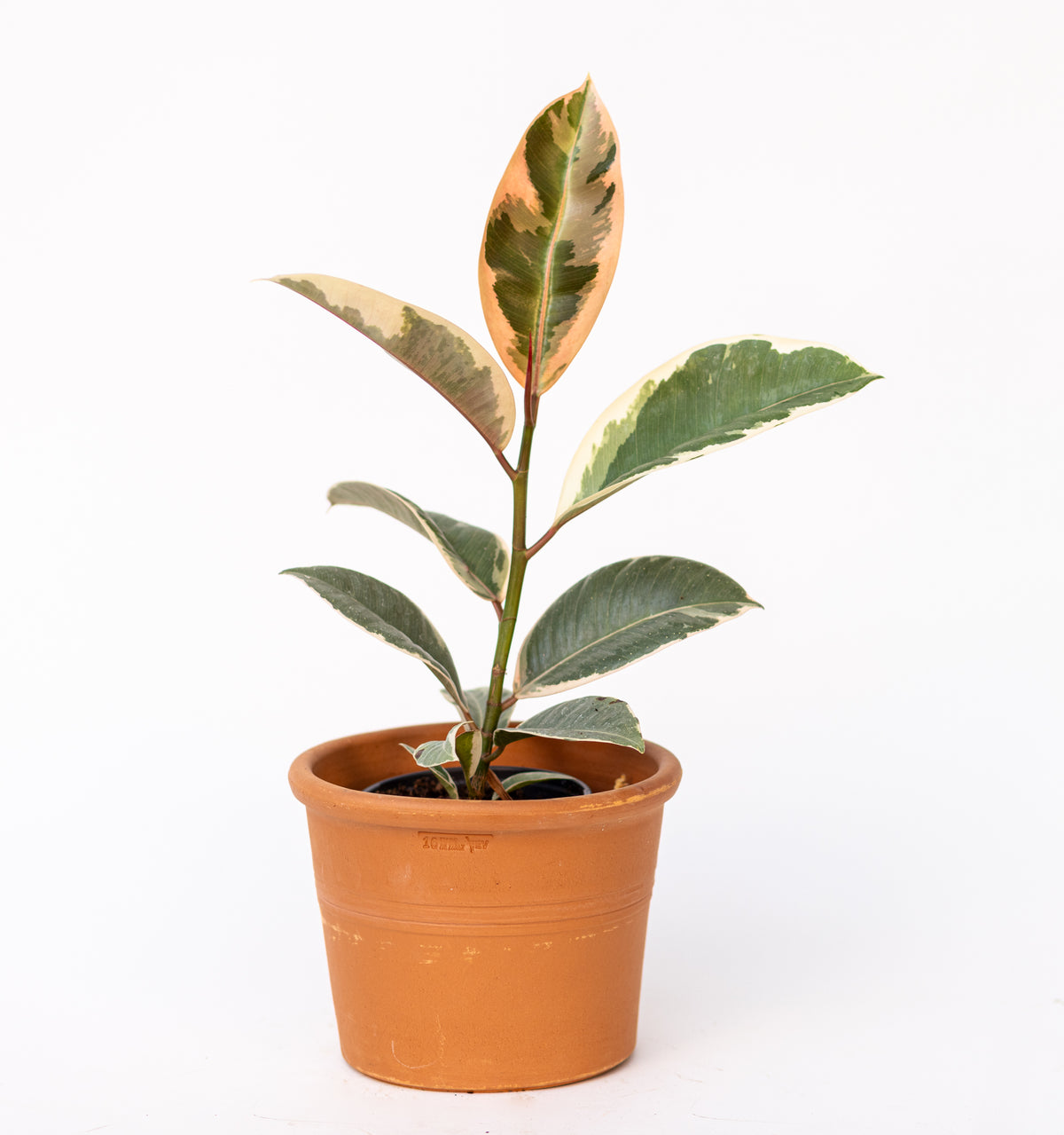 Ficus