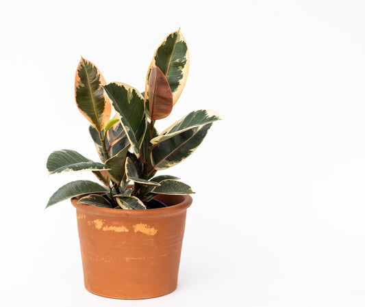 Ficus