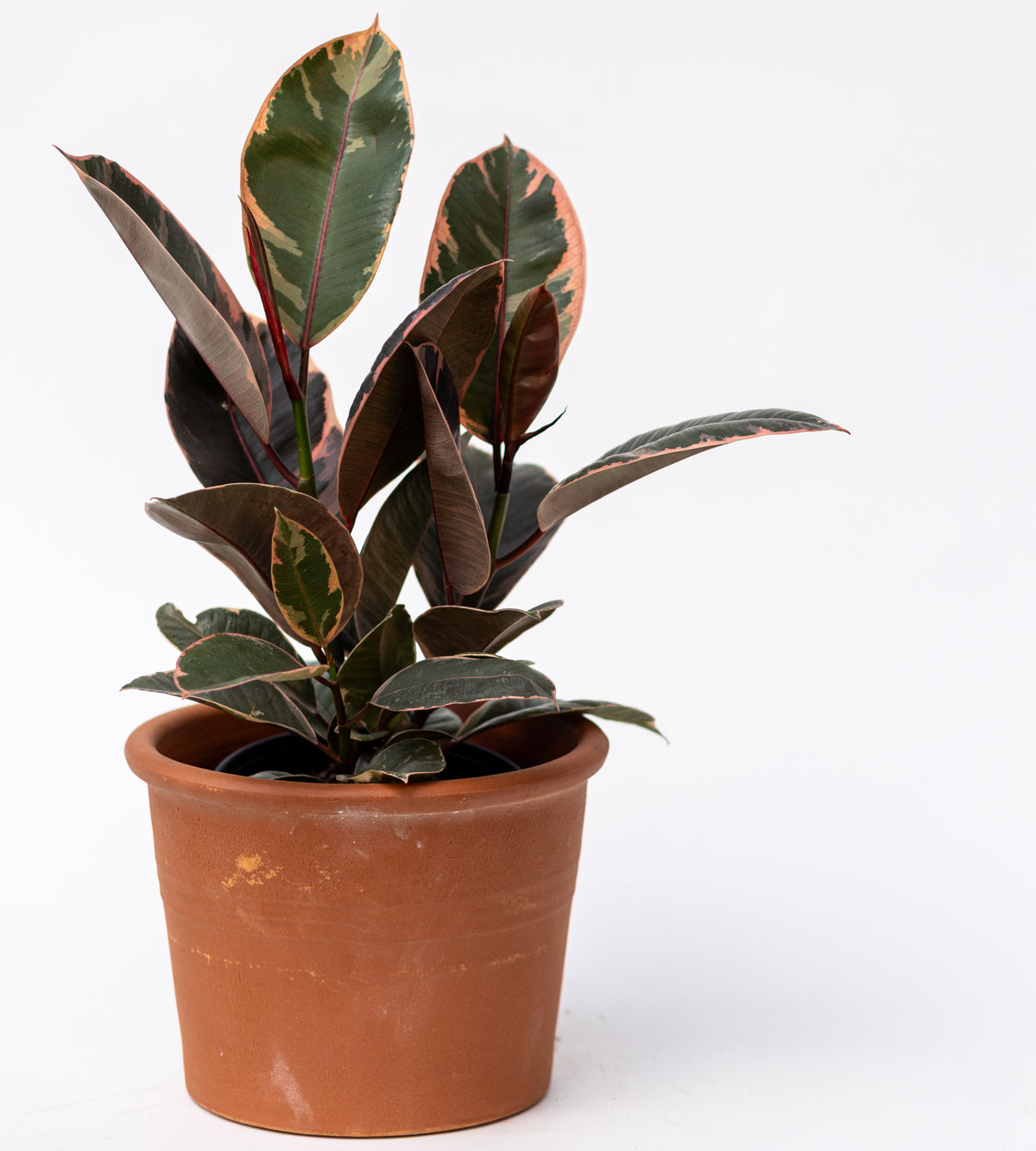 Ficus