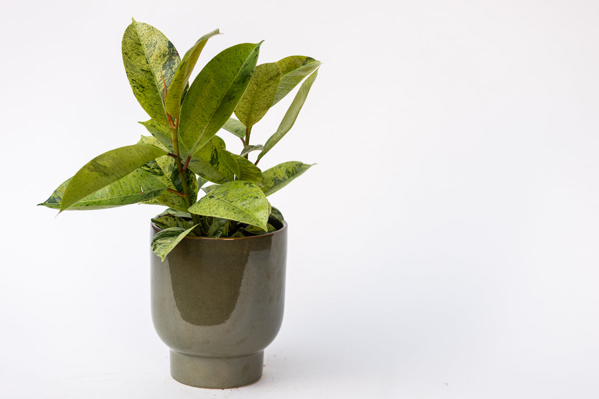 Ficus
