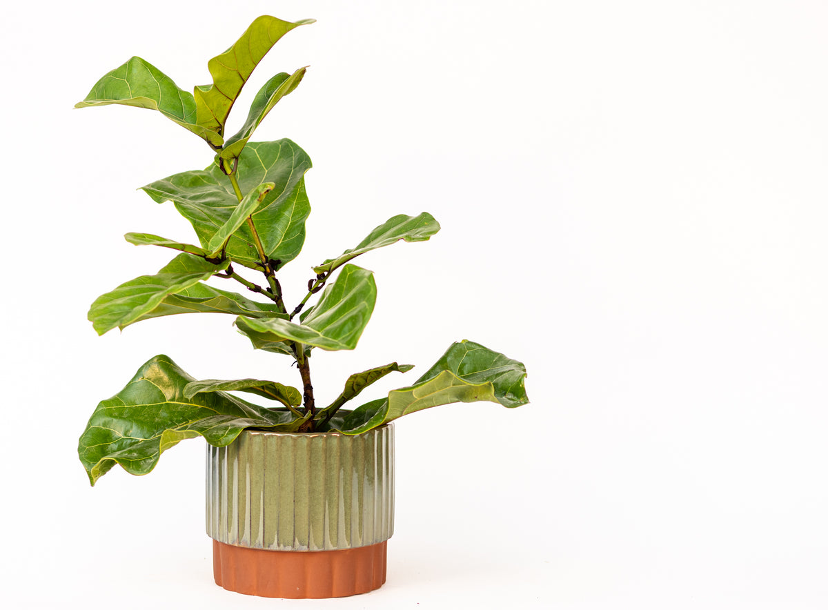 Ficus