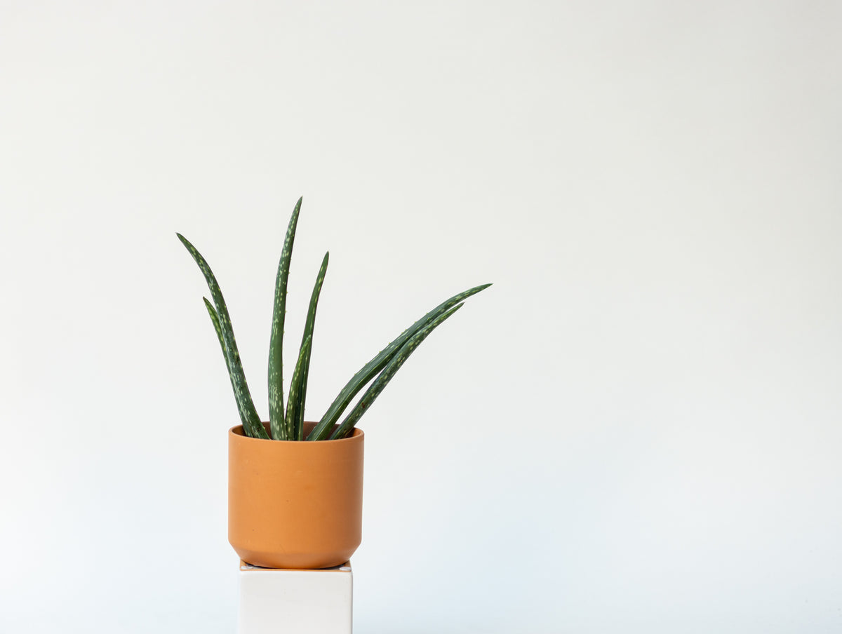 Succulent
