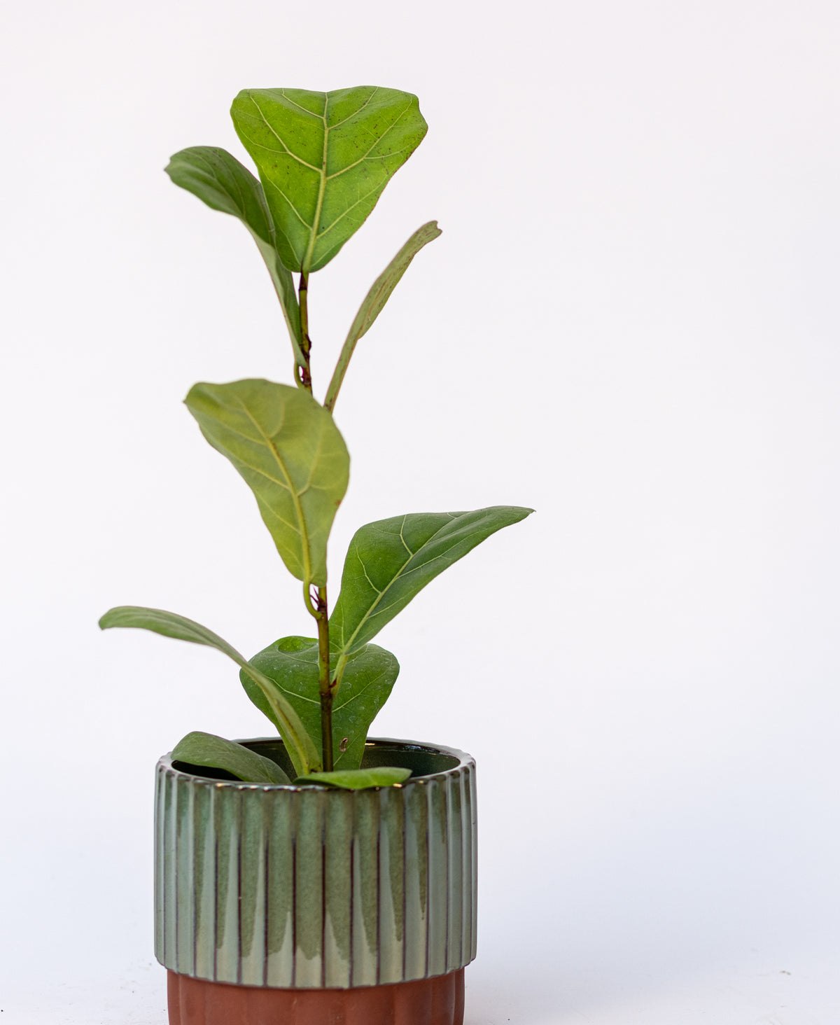 Ficus