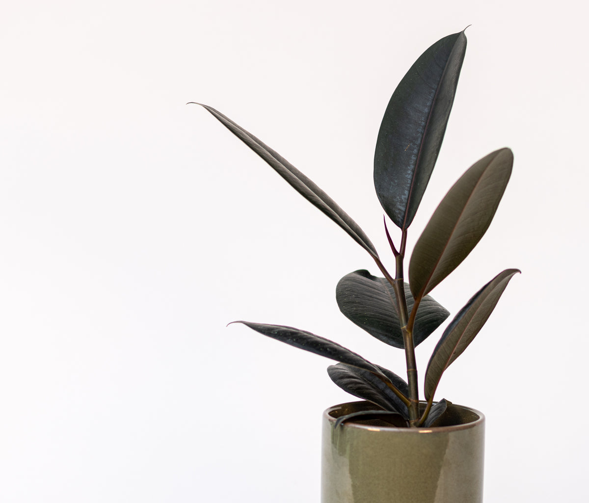 Ficus