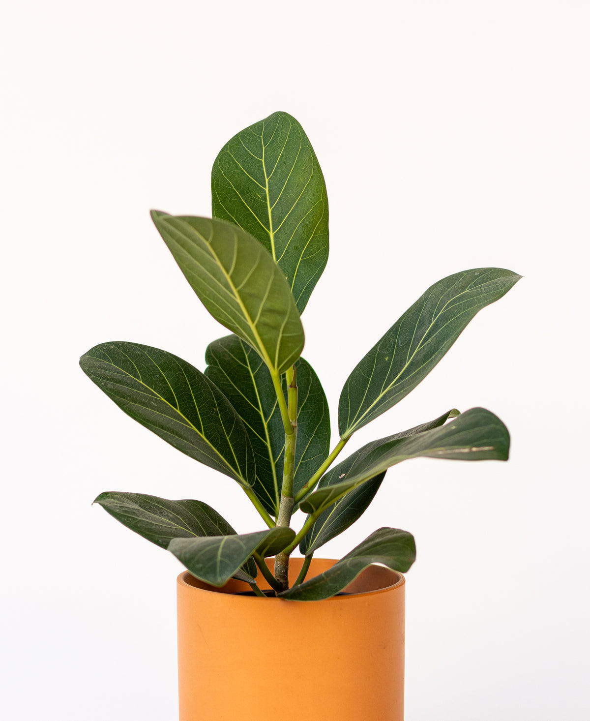 Ficus