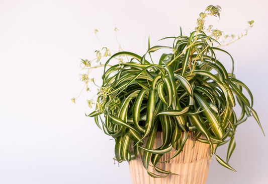 Spider Plant