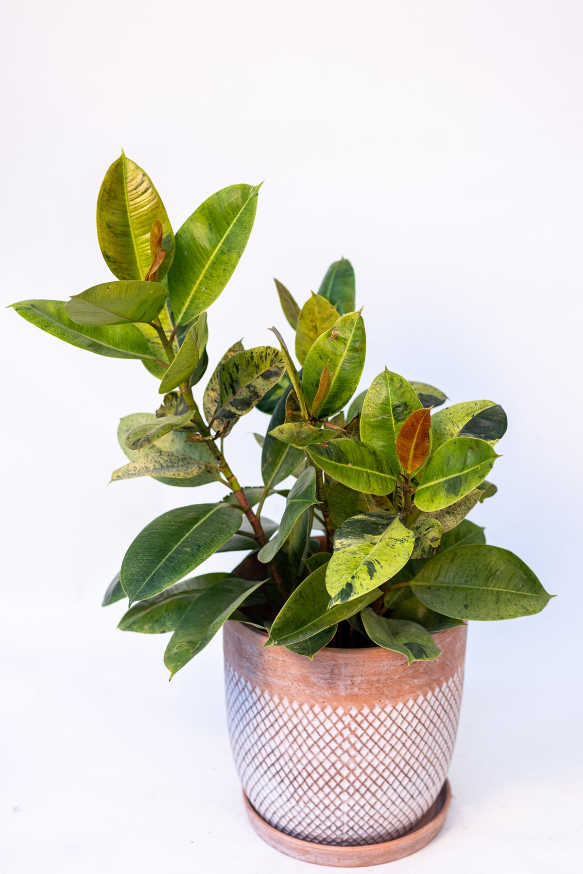 Ficus