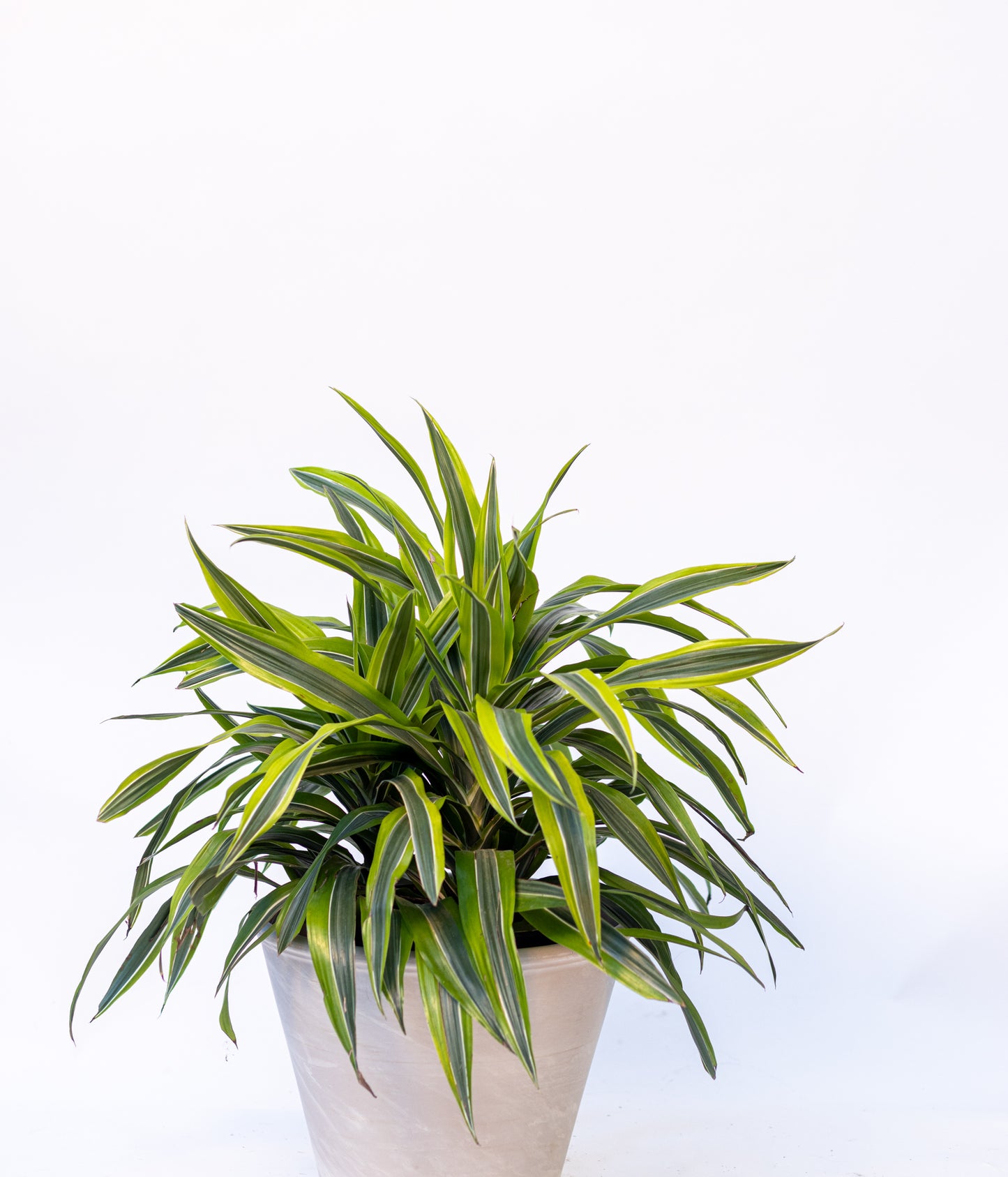 Dracaena