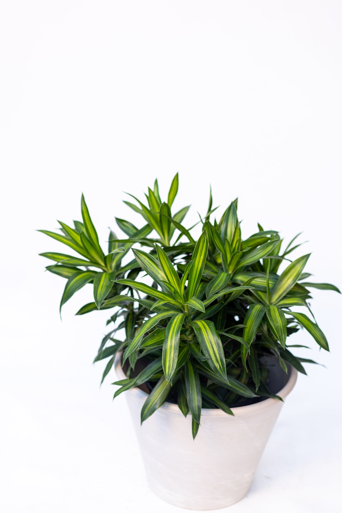 Dracaena