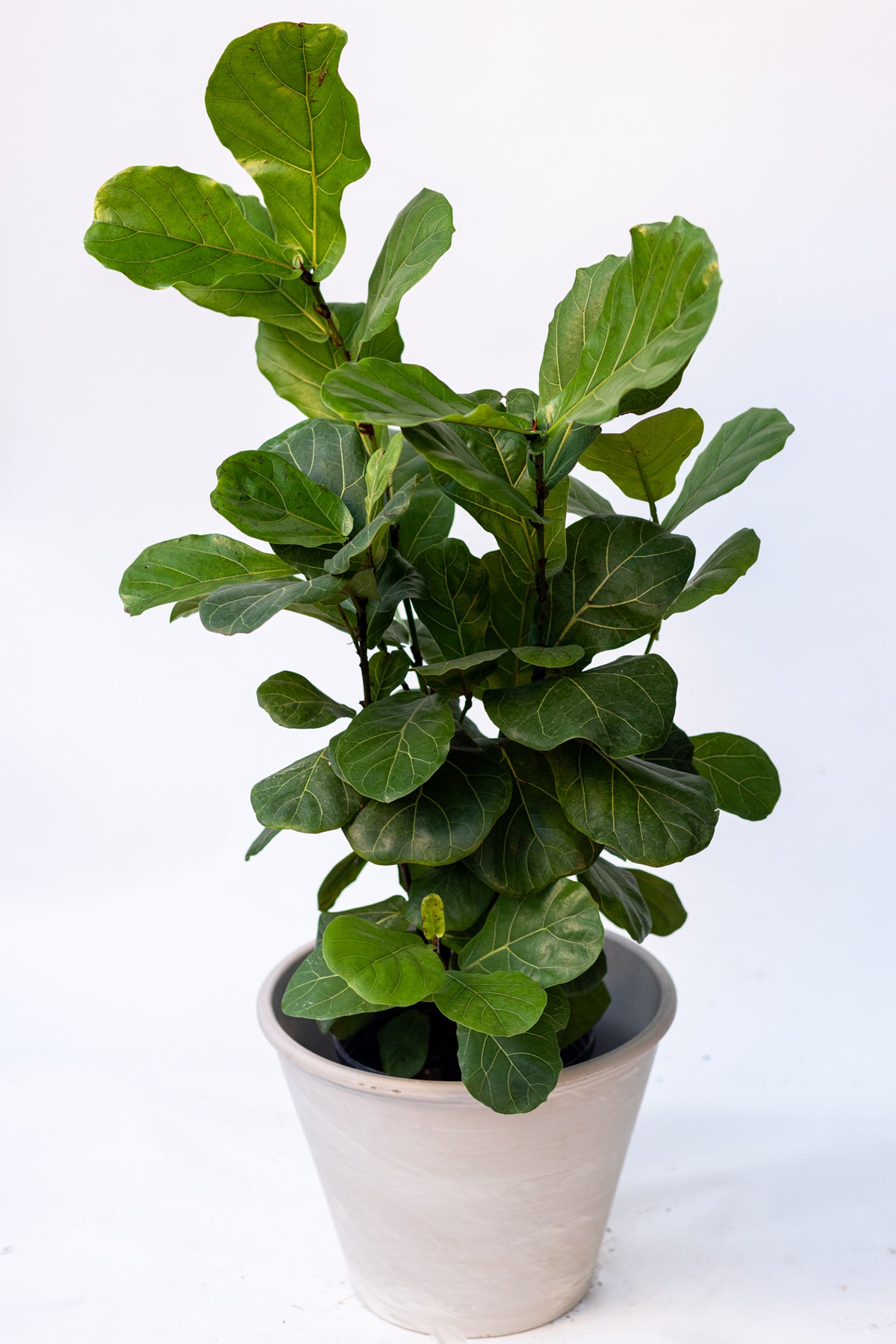 Ficus