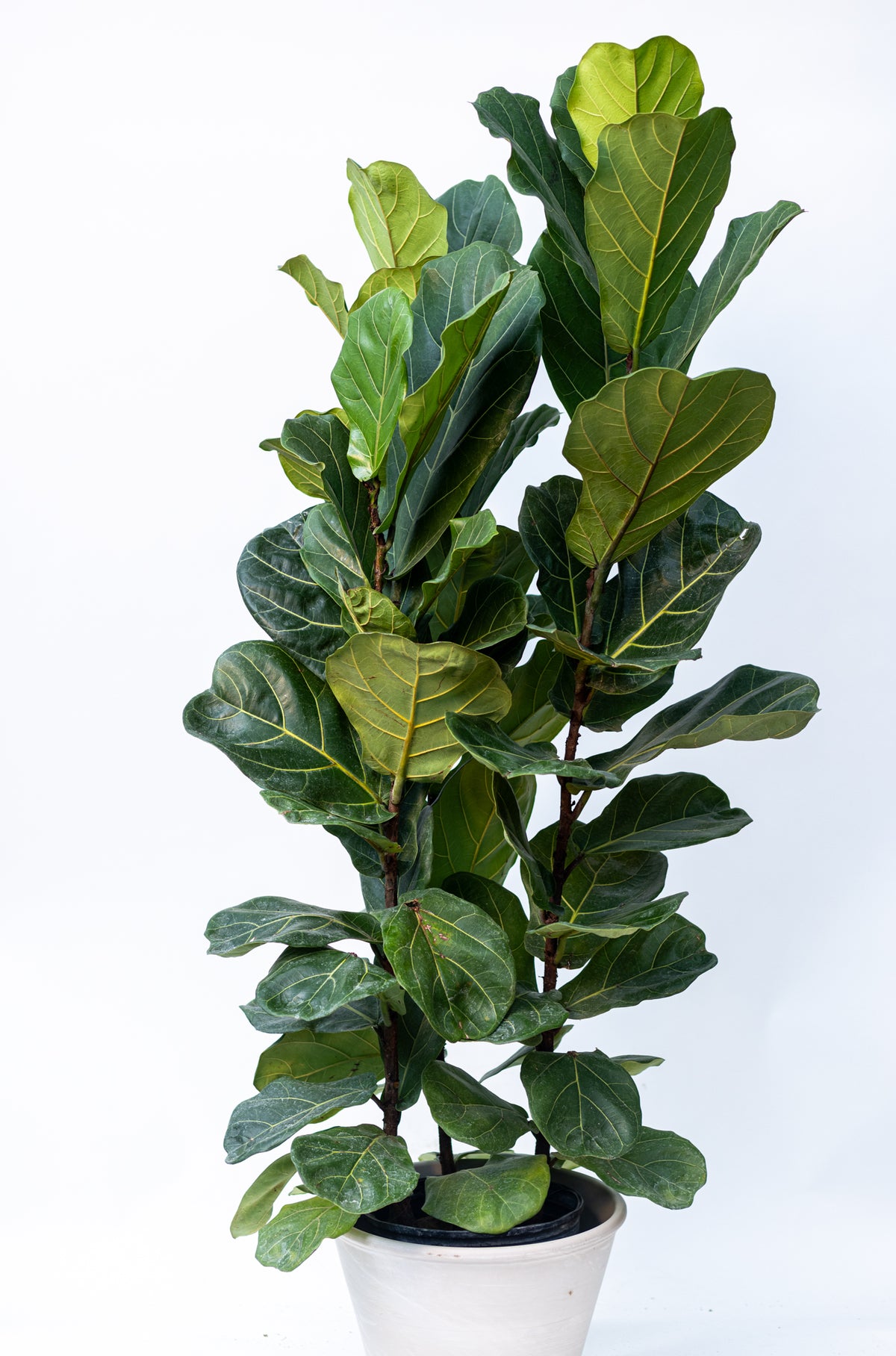 Ficus