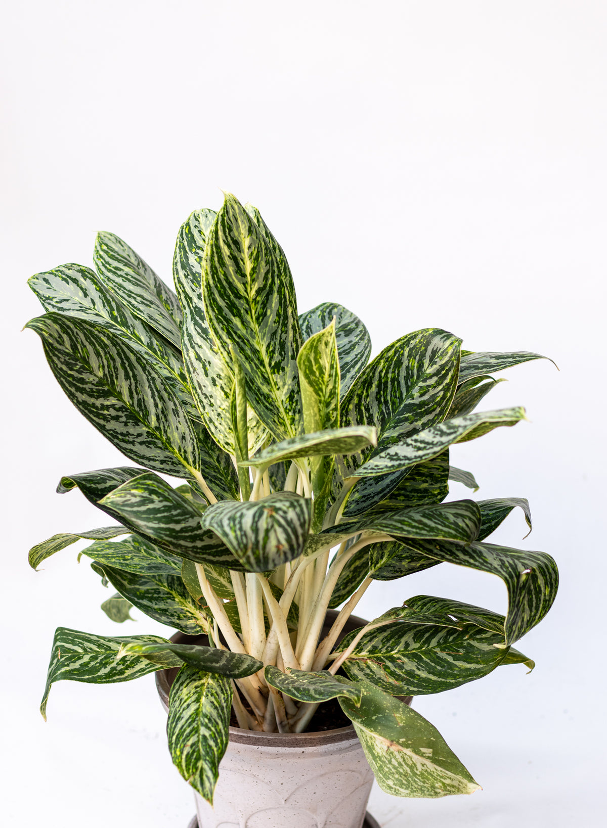 Aglaonema