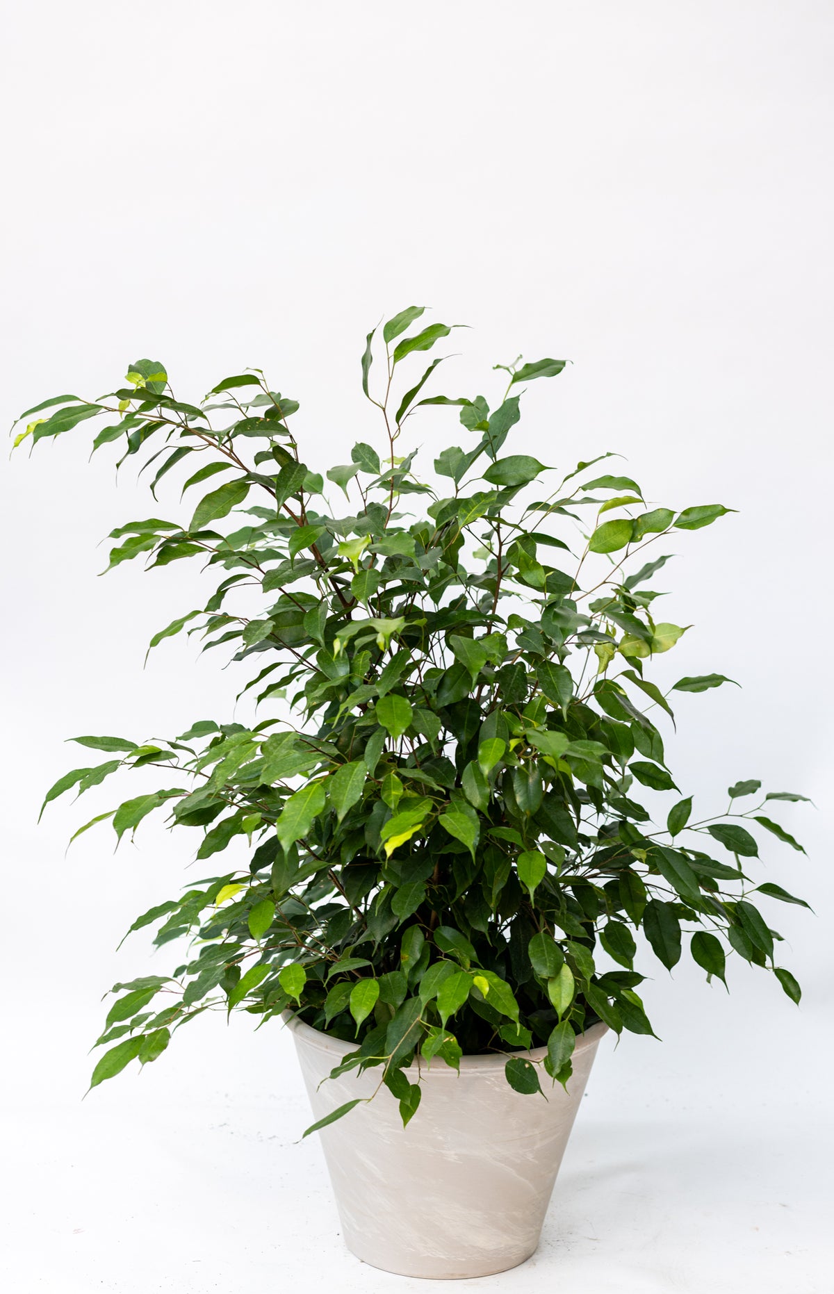Ficus