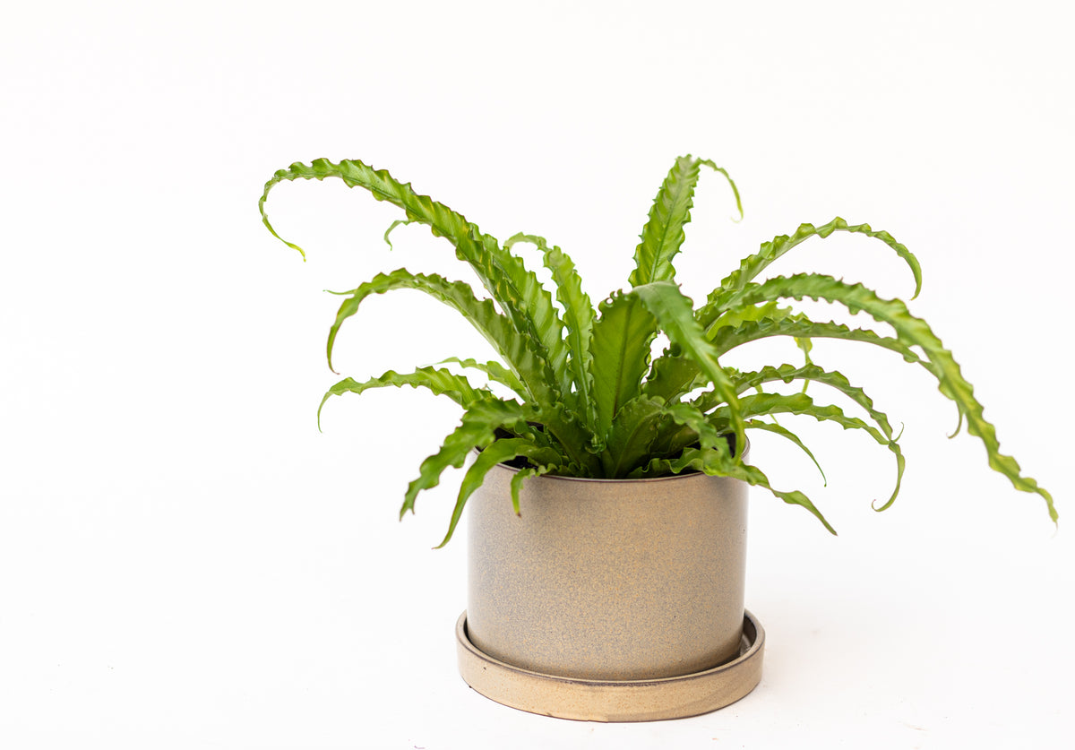 Fern