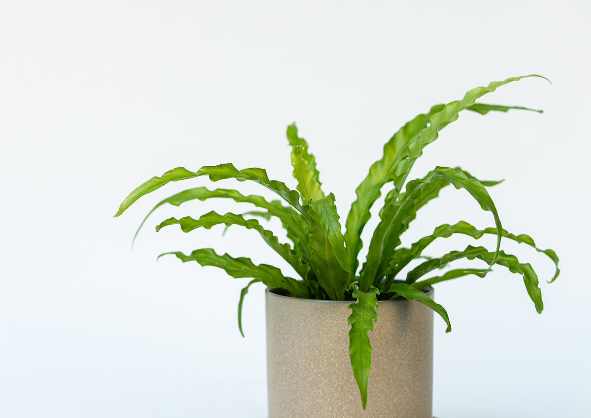 Fern