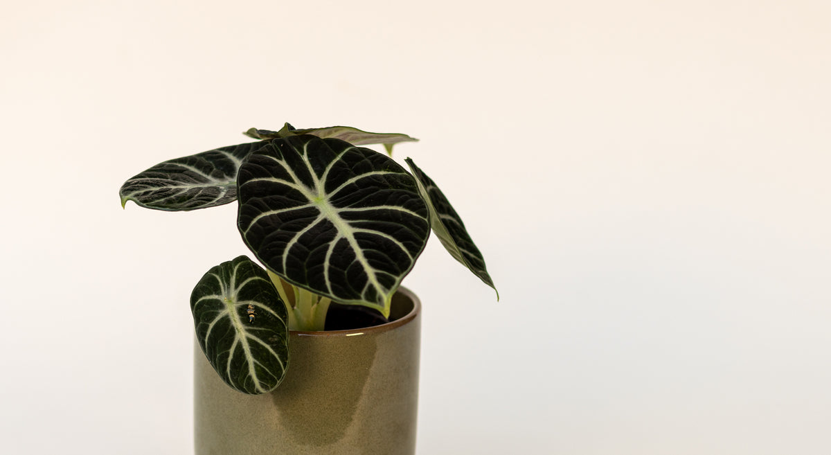 Alocasia