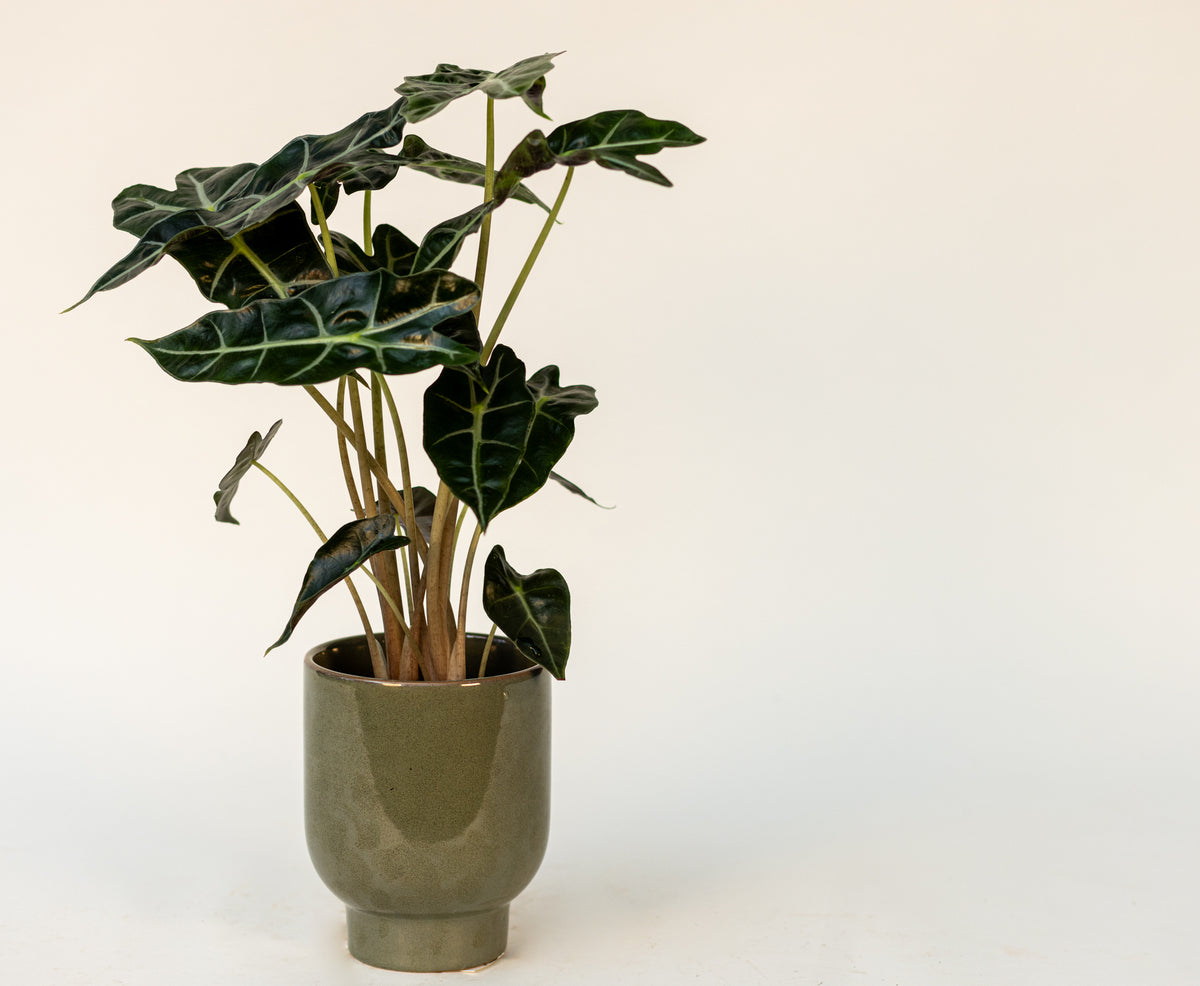Alocasia
