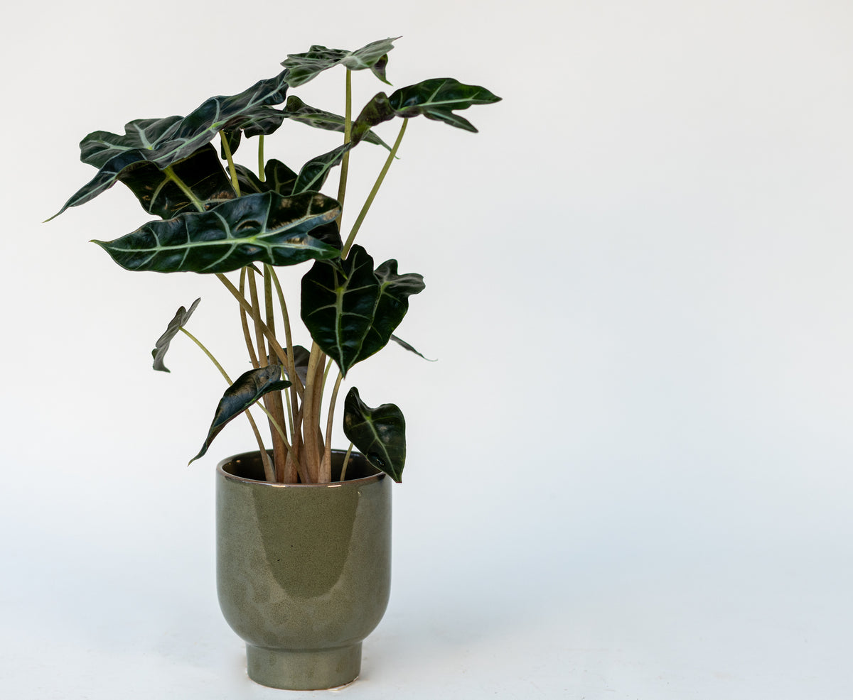Alocasia