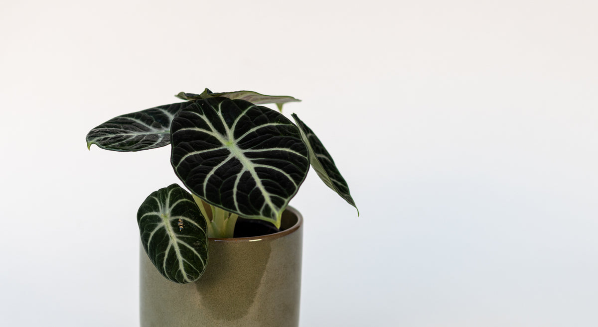 Alocasia