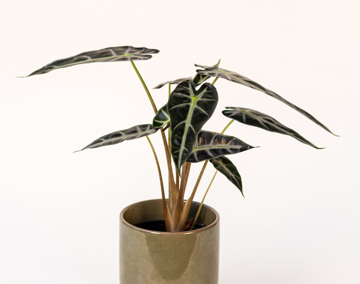 Alocasia