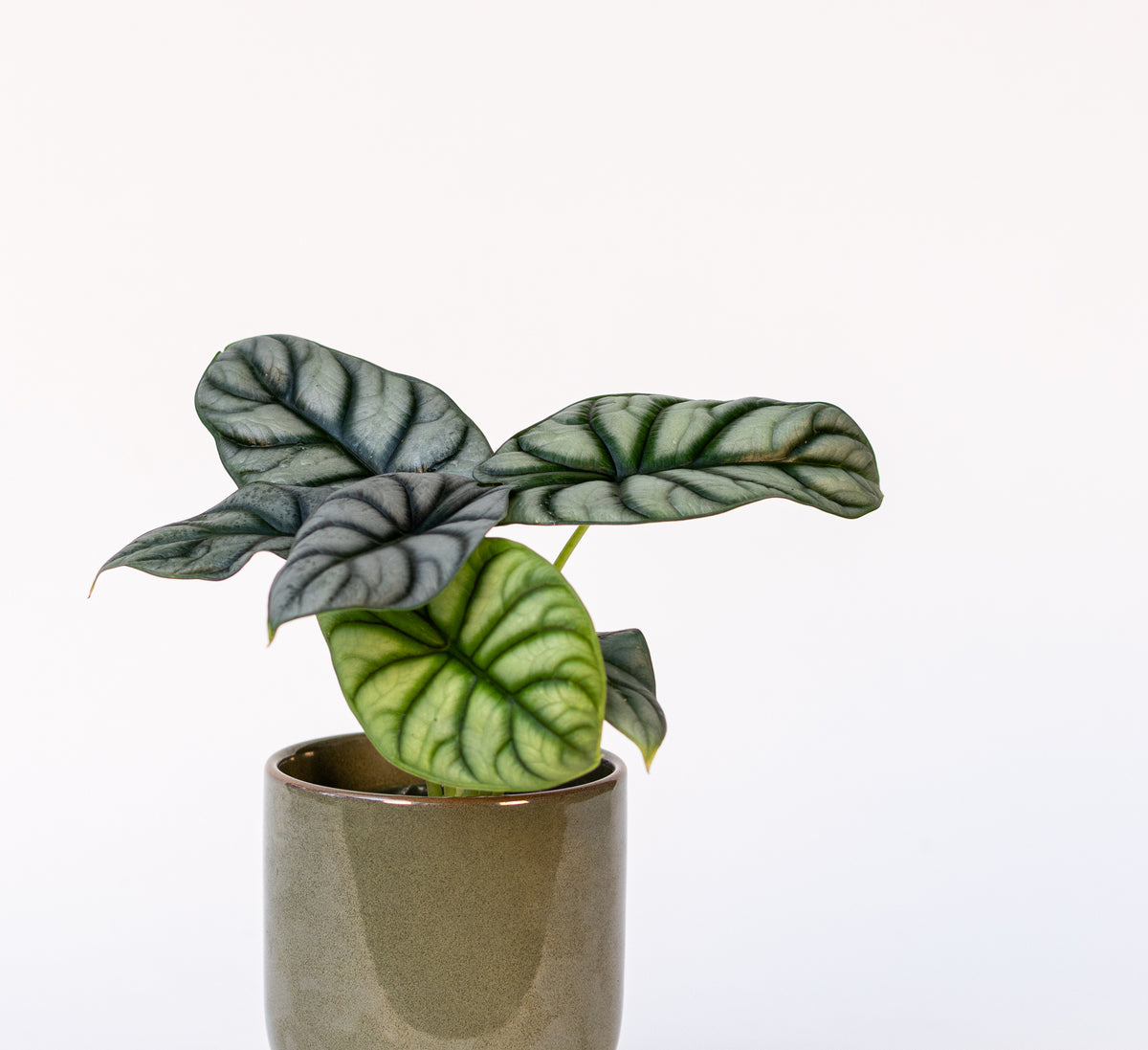 Alocasia