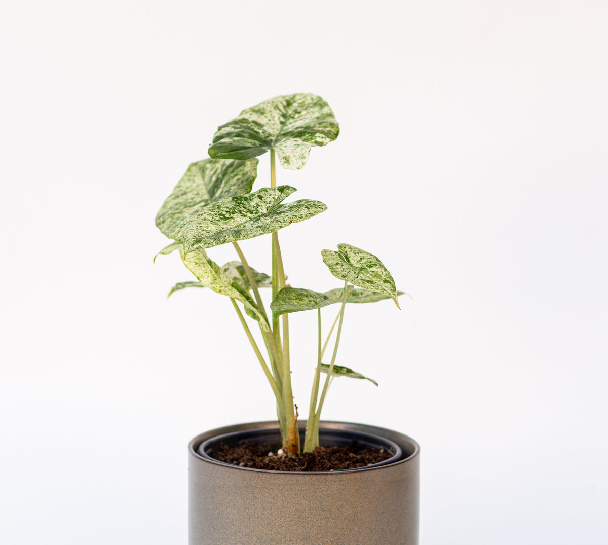 Alocasia
