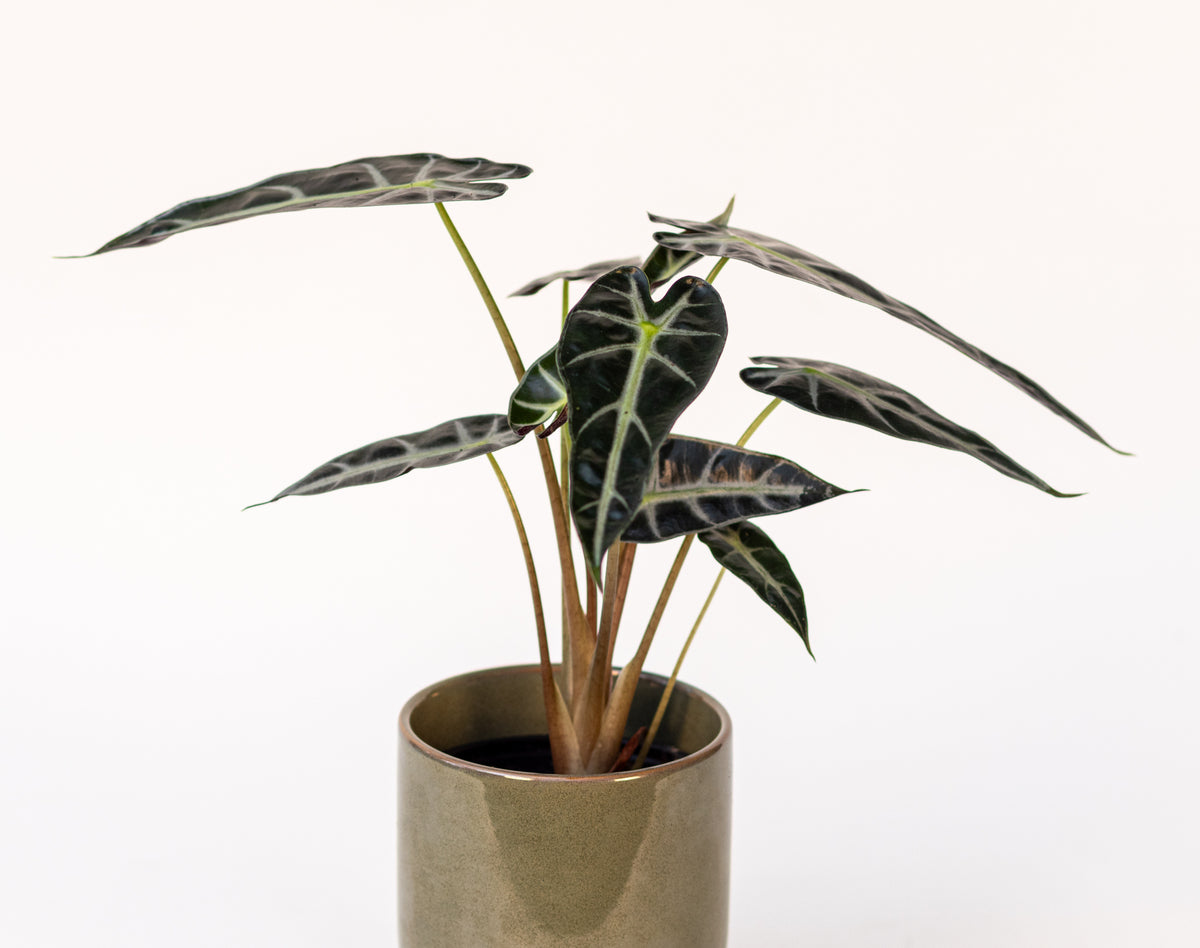 Alocasia