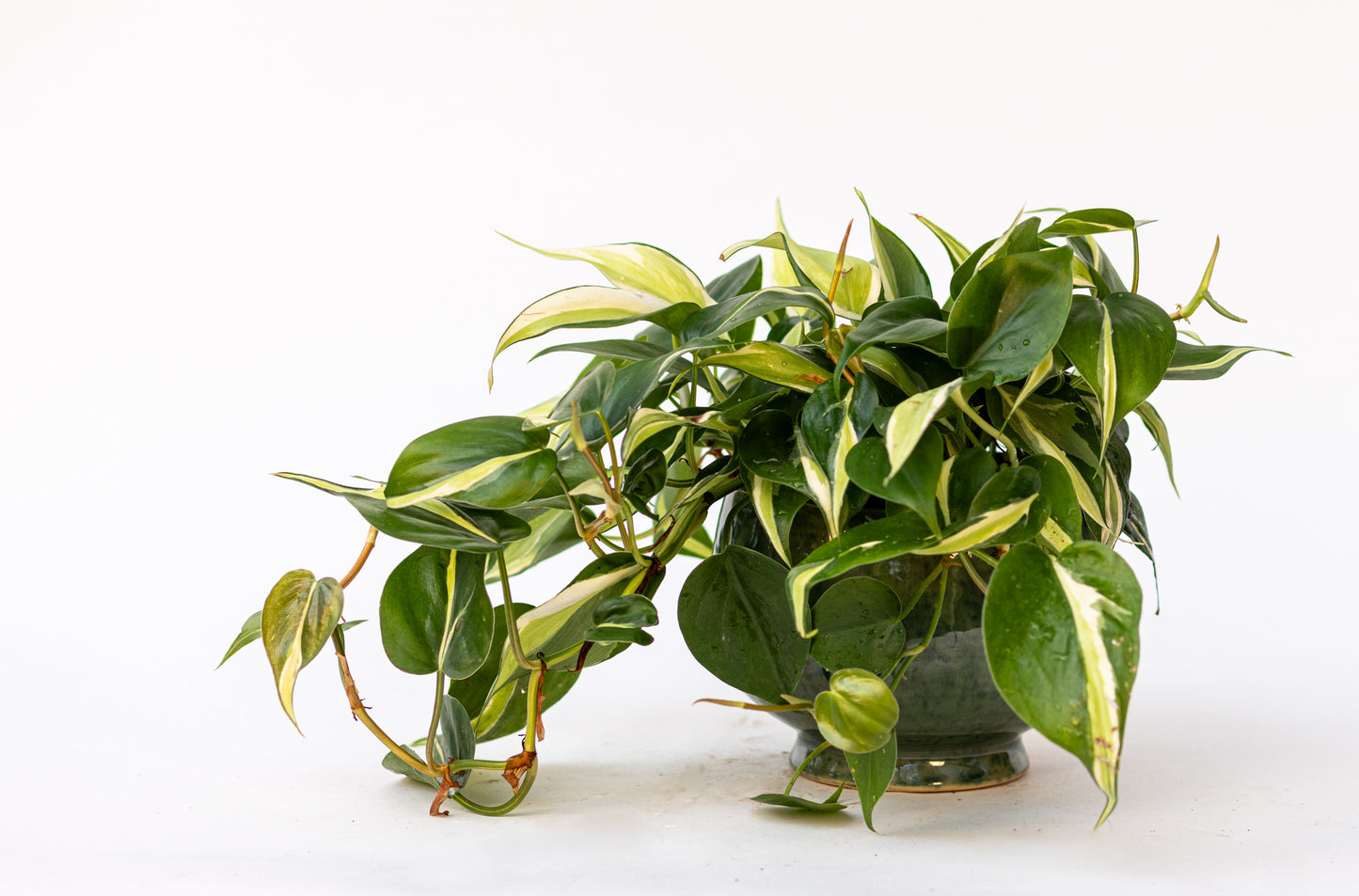 Philodendron