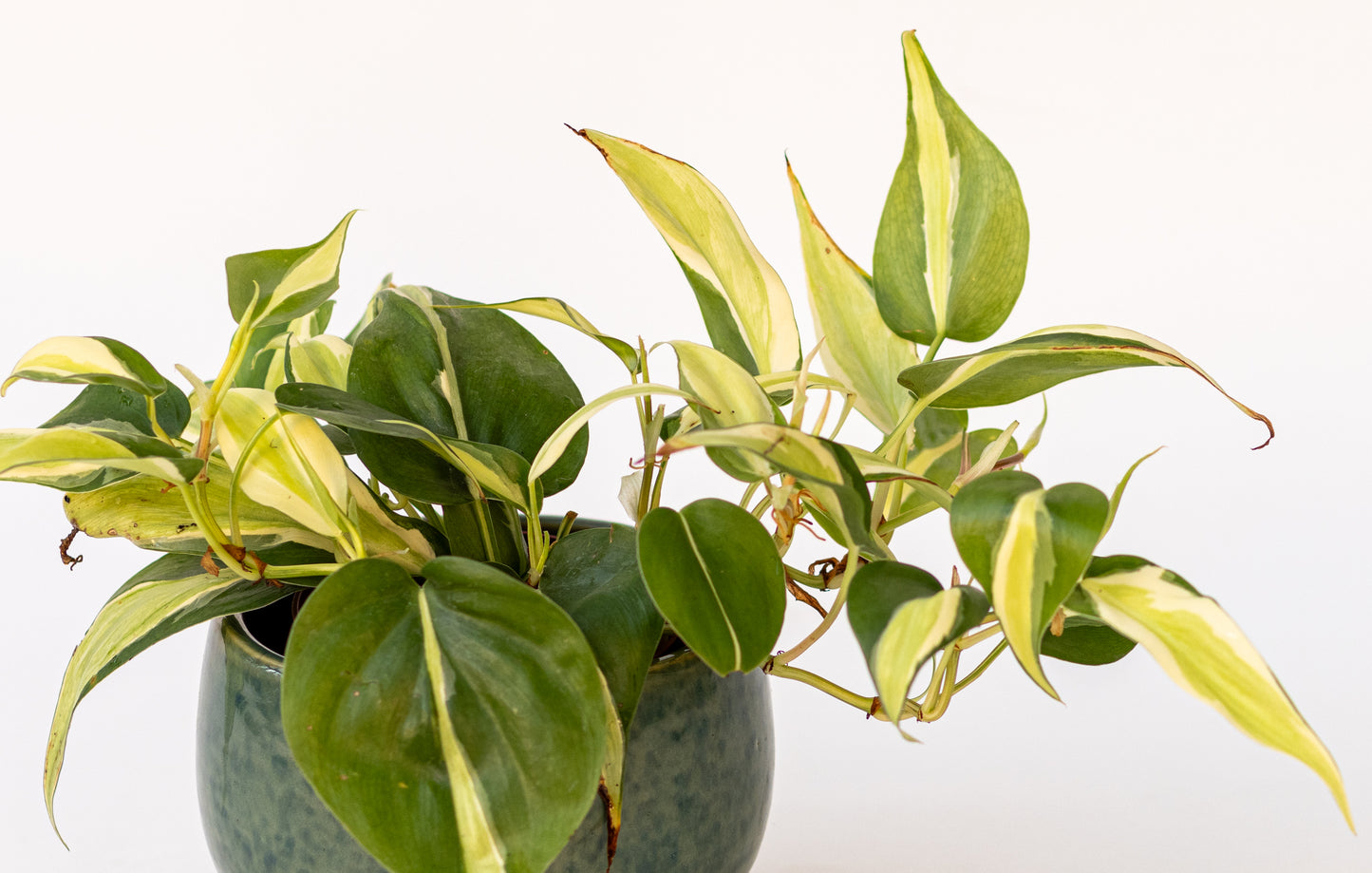 Philodendron