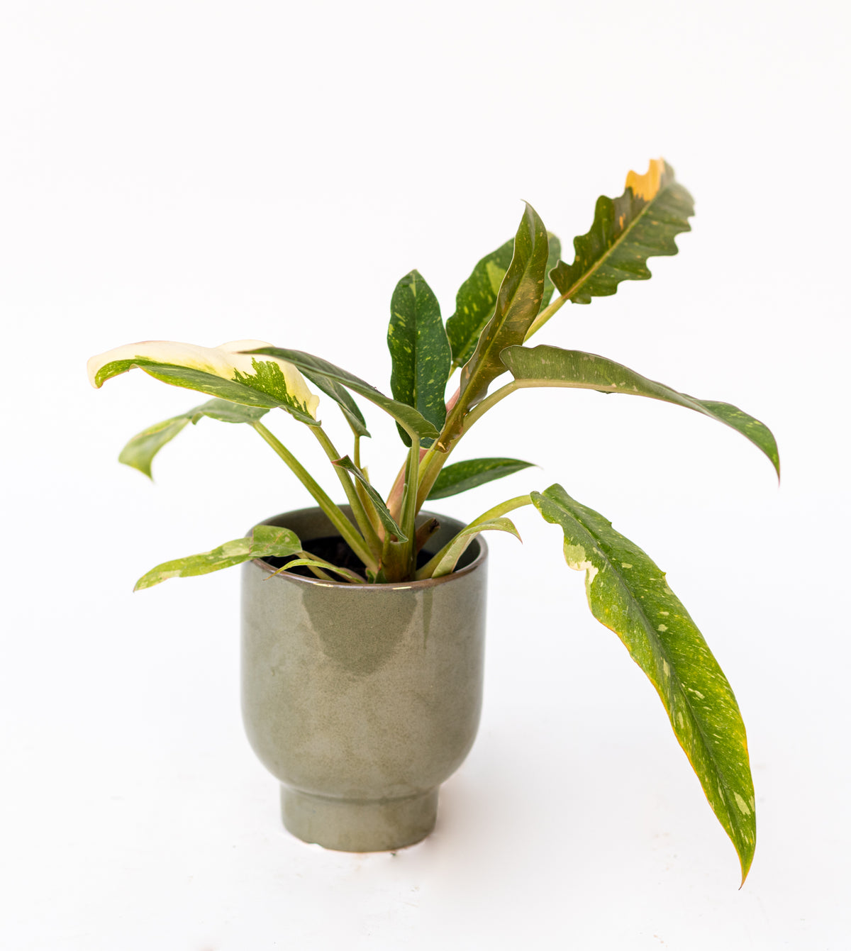Philodendron