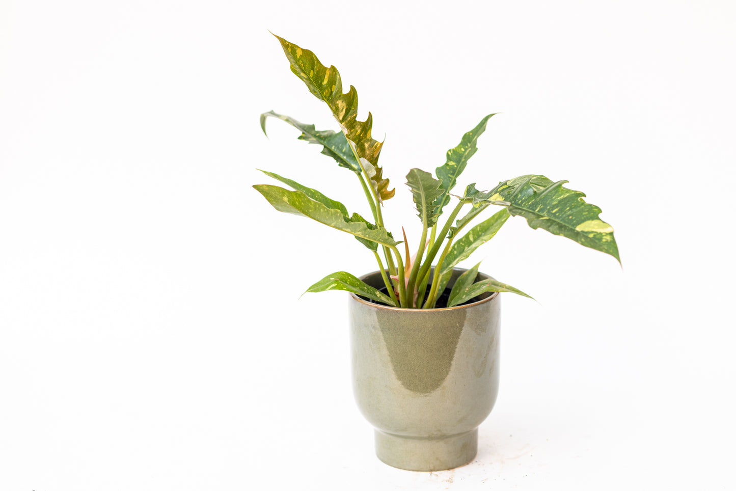 Philodendron
