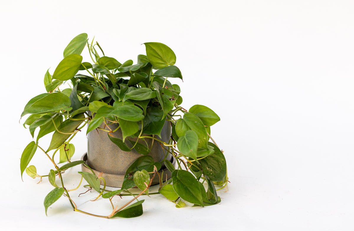 Philodendron